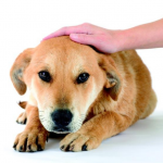 Dor Abdominal Canina: O Que Fazer Quando O Seu Cão Está Com Dor De Barriga